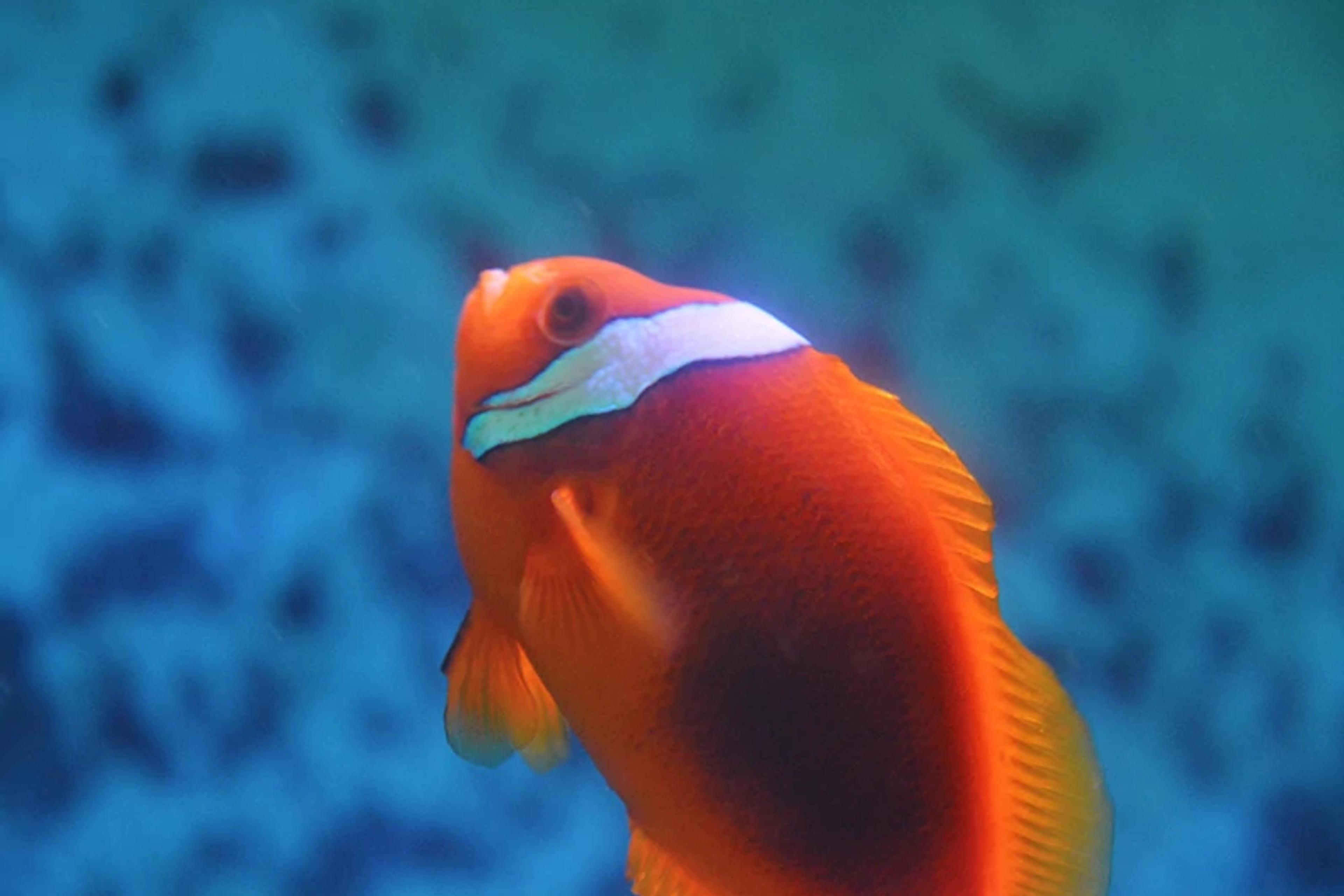 Rocky Shores Reef Fish Exhibit