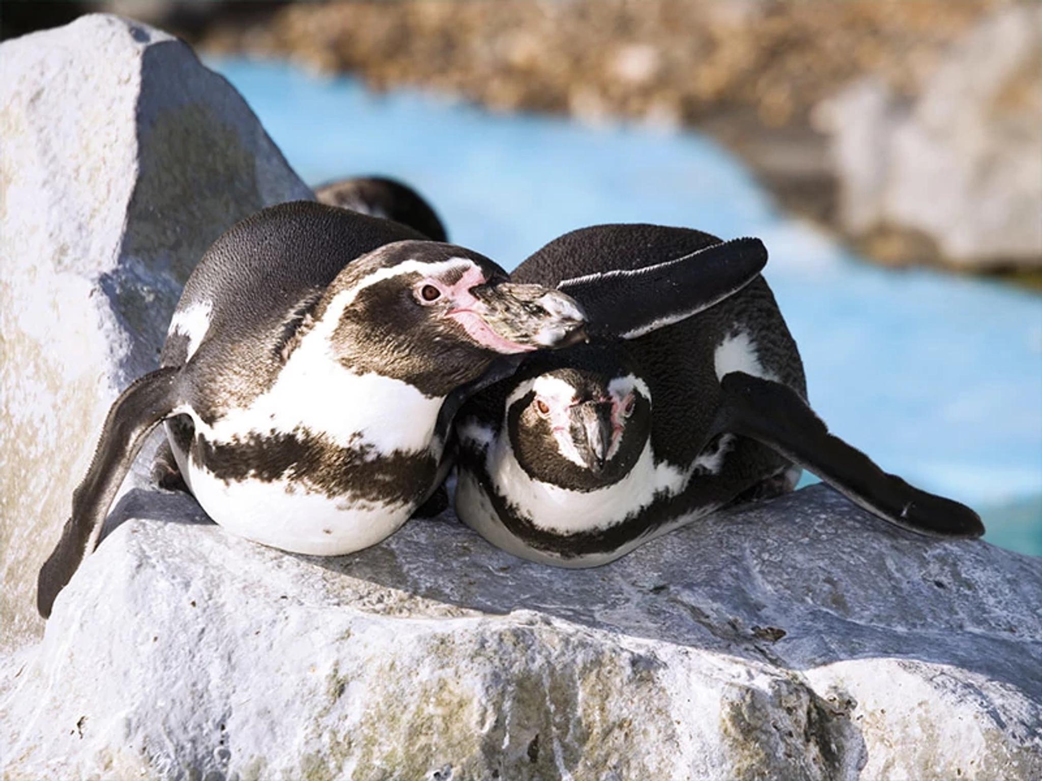Penguins