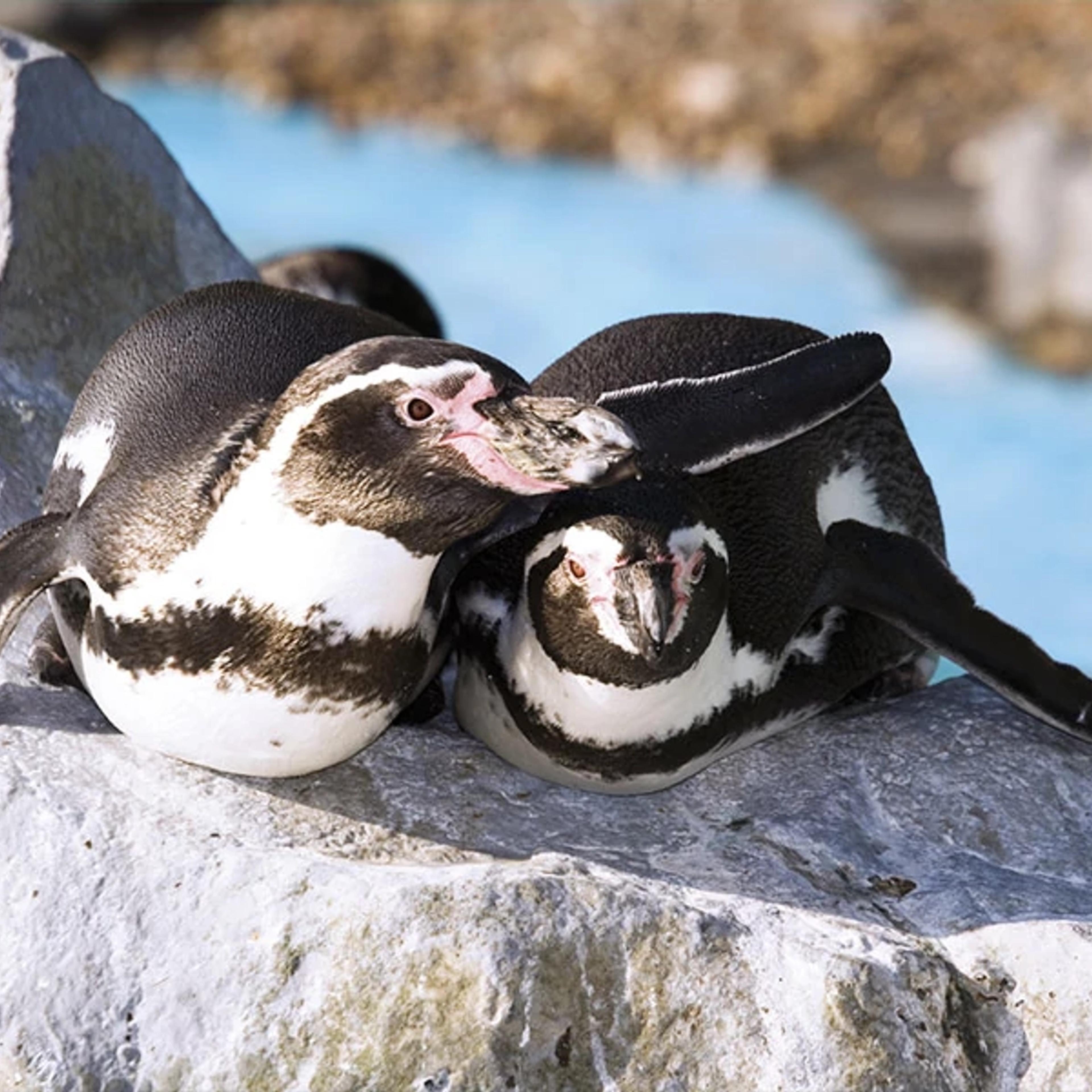 Penguins