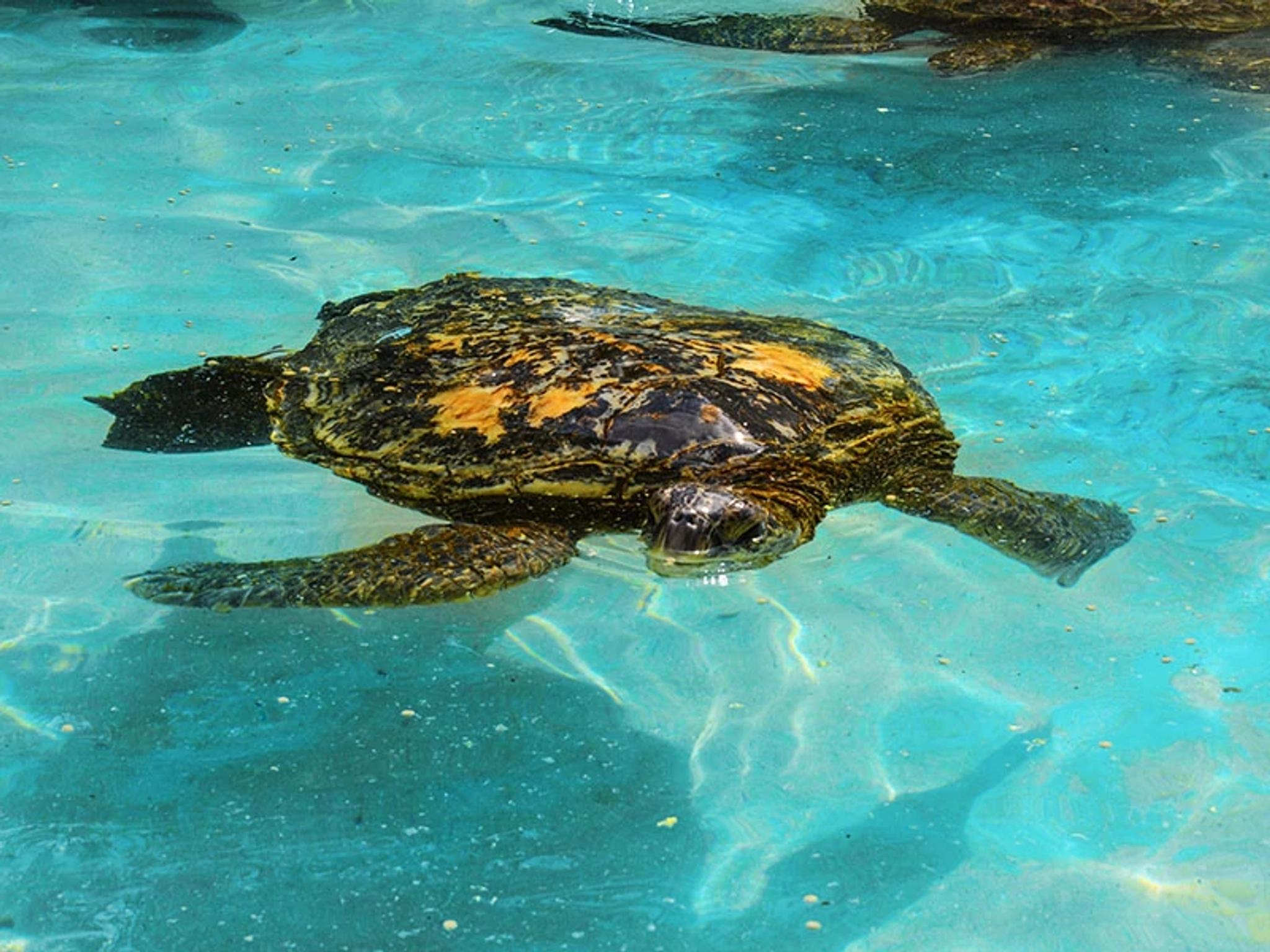 Green Sea Turtles