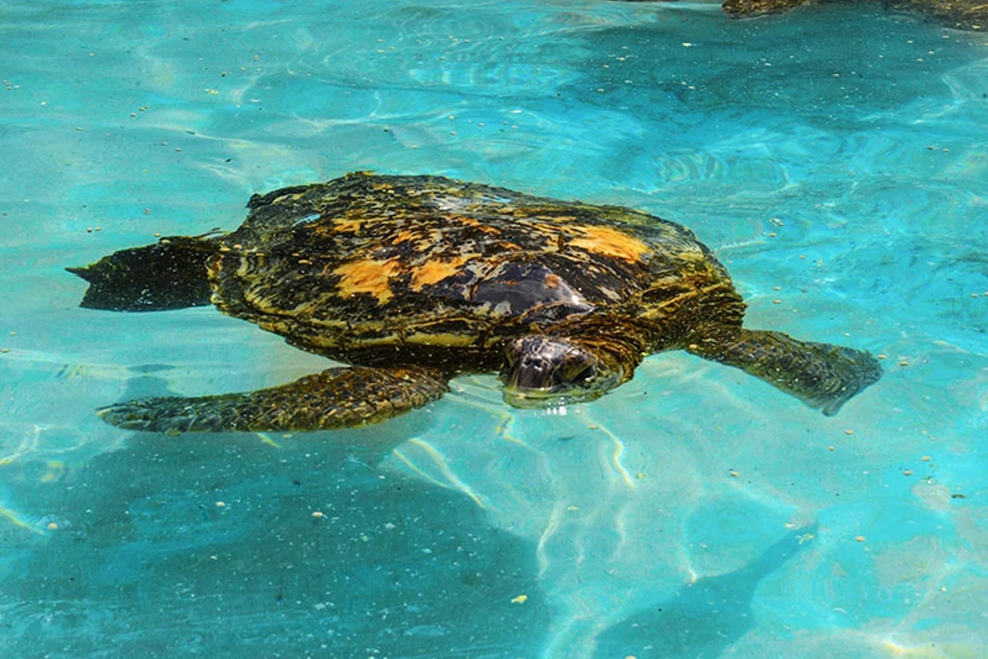 Green Sea Turtles