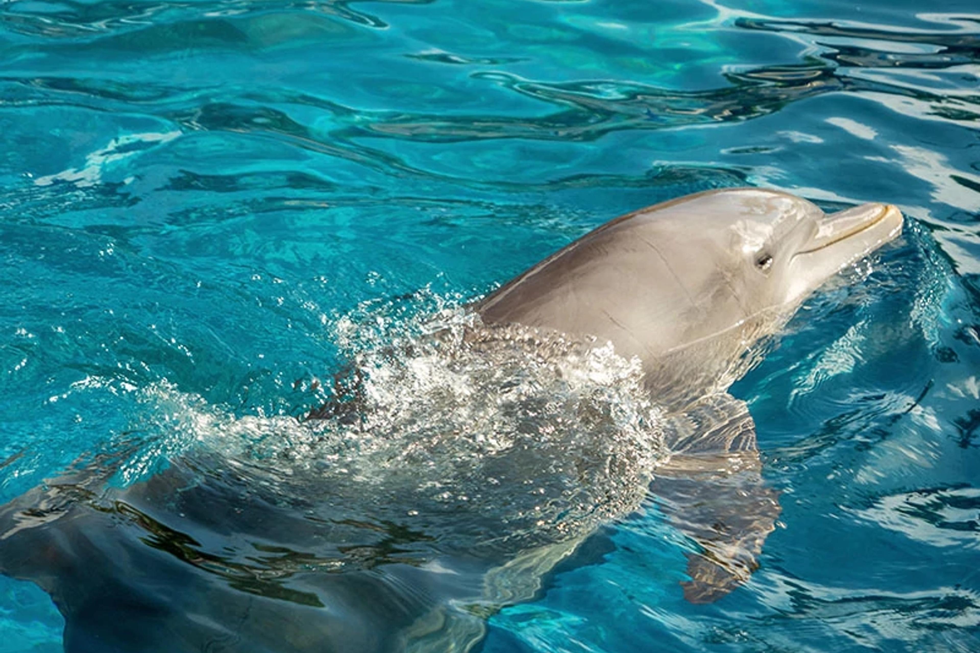 Dolphin