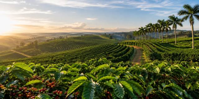 De grootste koffieplantage ter wereld: welkom op Fazenda Ipanema