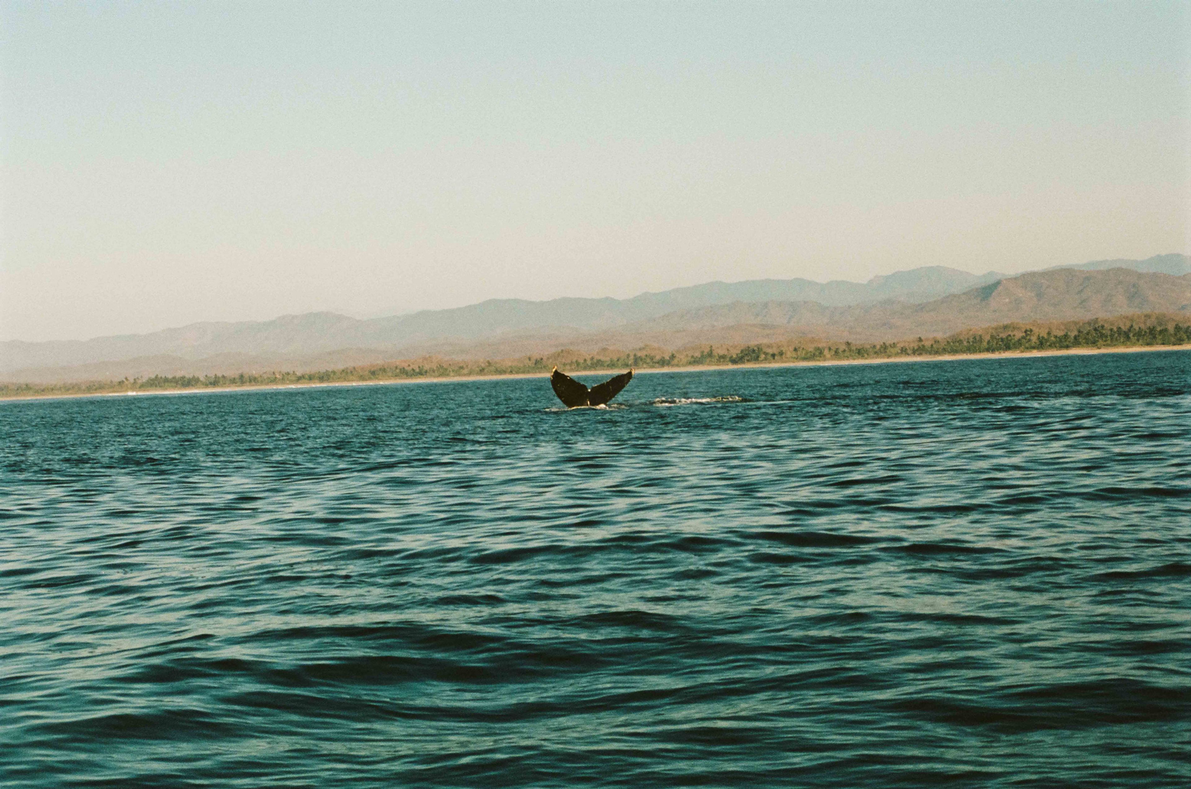 fairplanet-whale fins 