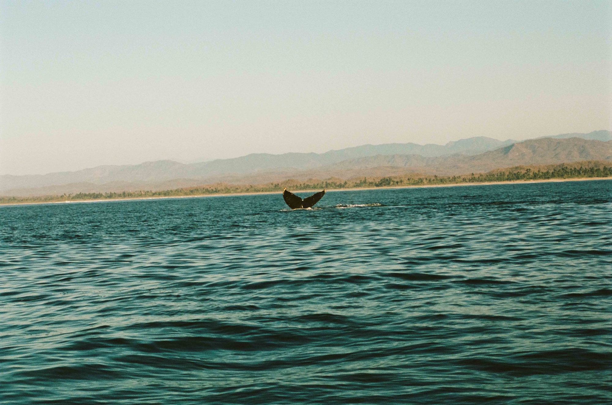 fairplanet-whale fins