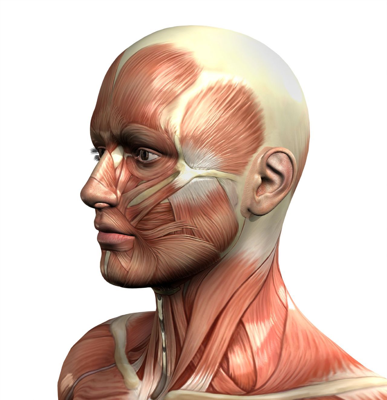3D Visualization: The Future of Digital Learning
