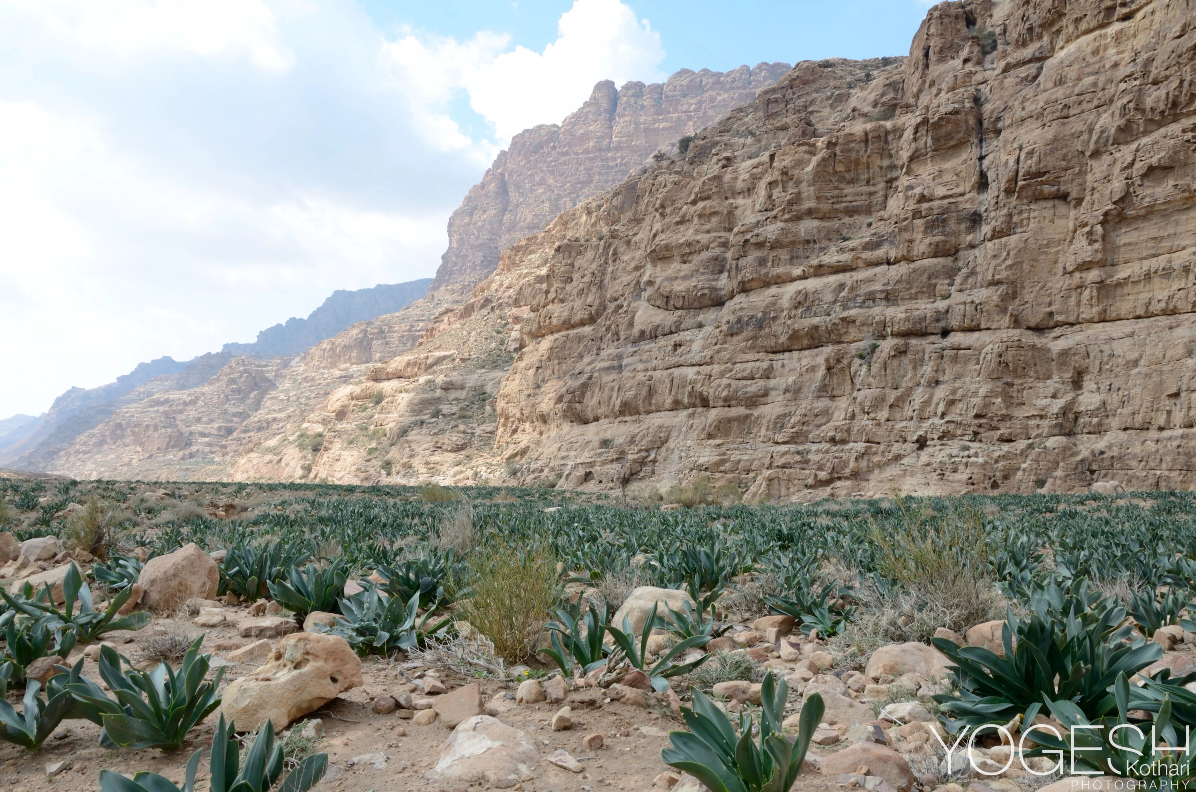Green desert plants on a rocky valley floor below towering sandstone cliffs