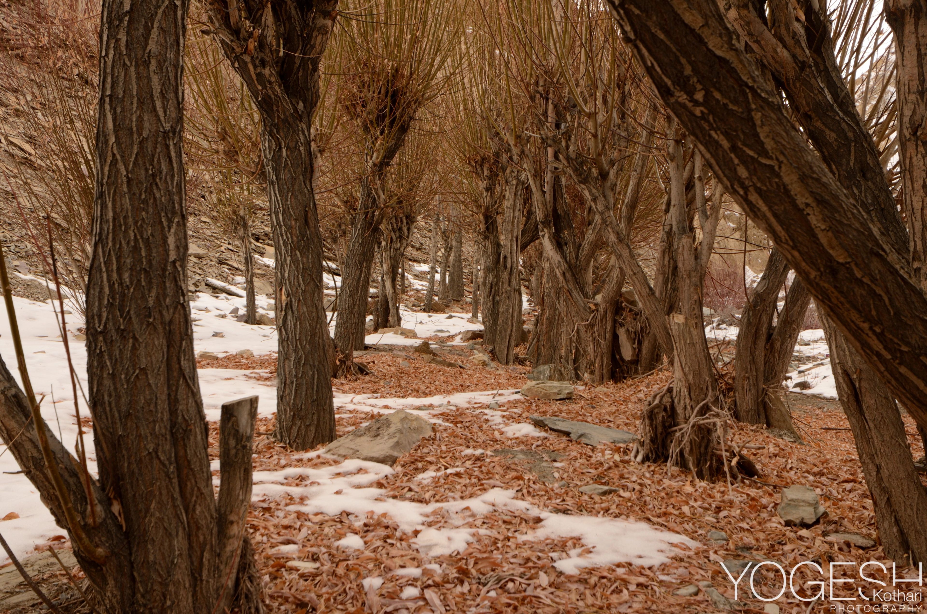 Gnarled, leafless trees along a path of fallen leaves and patches of snow