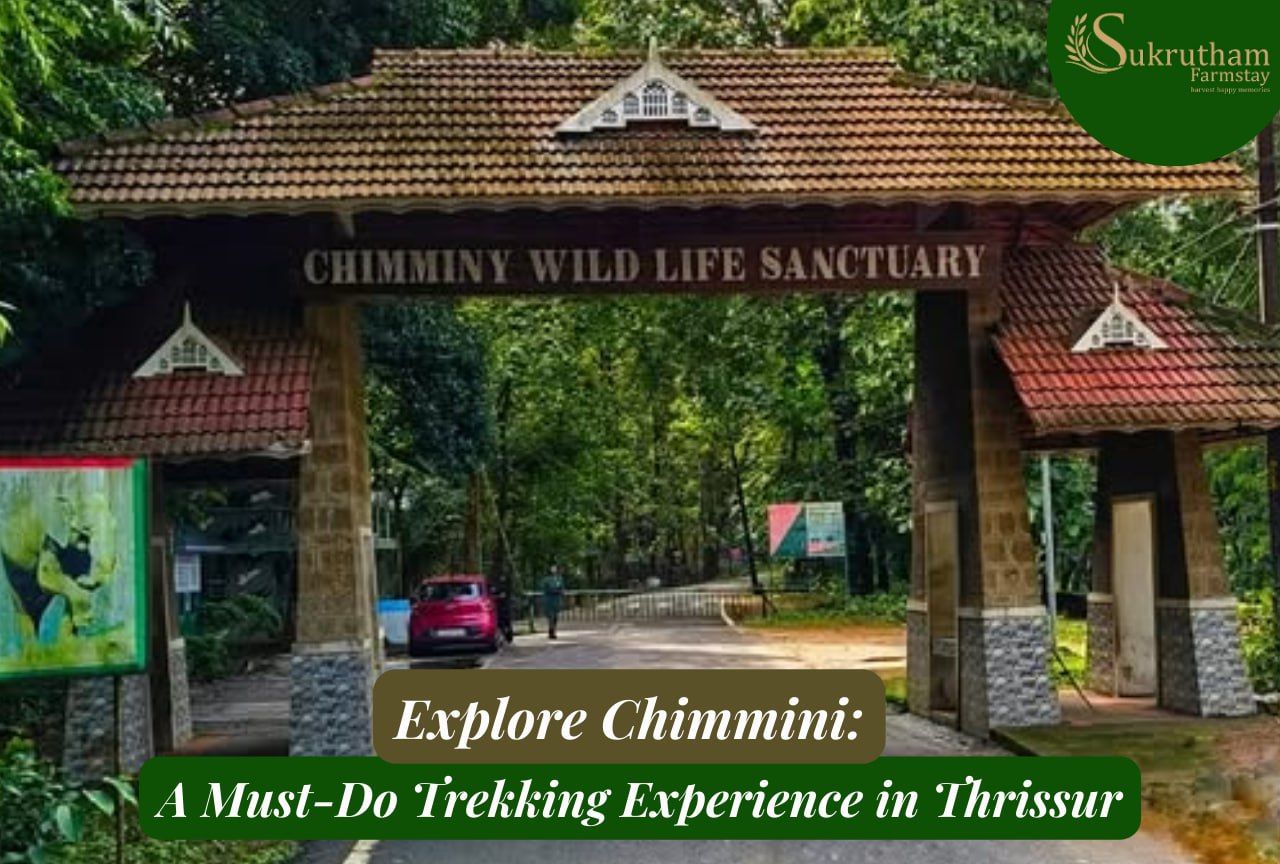 Why Chimmini Trekking Is a Must-Do Adventure in Thrissur