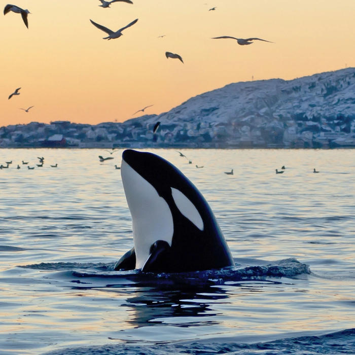 Orca Norway gallery image