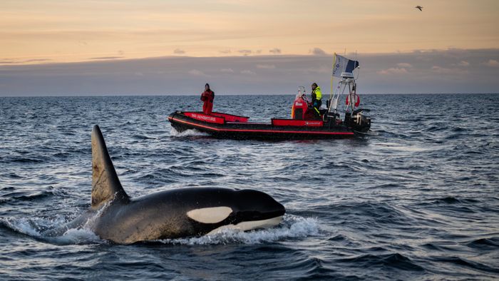 Orca Norway