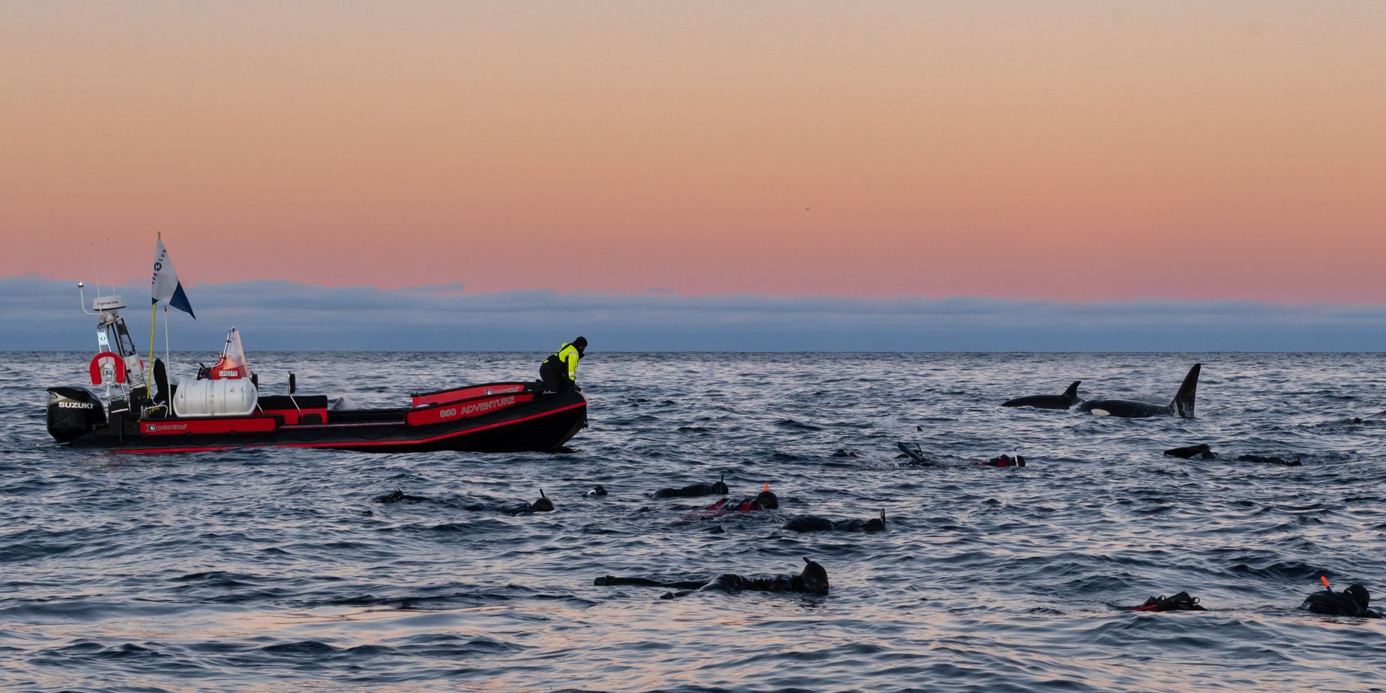 Swimming with orcas 