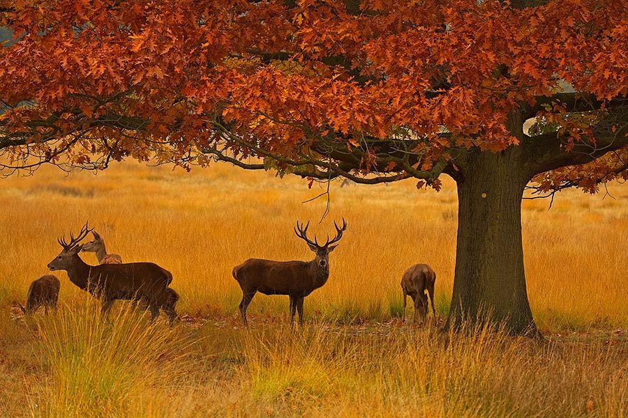 Best Parks in London Discover Historic Beauty and Natural Escapes