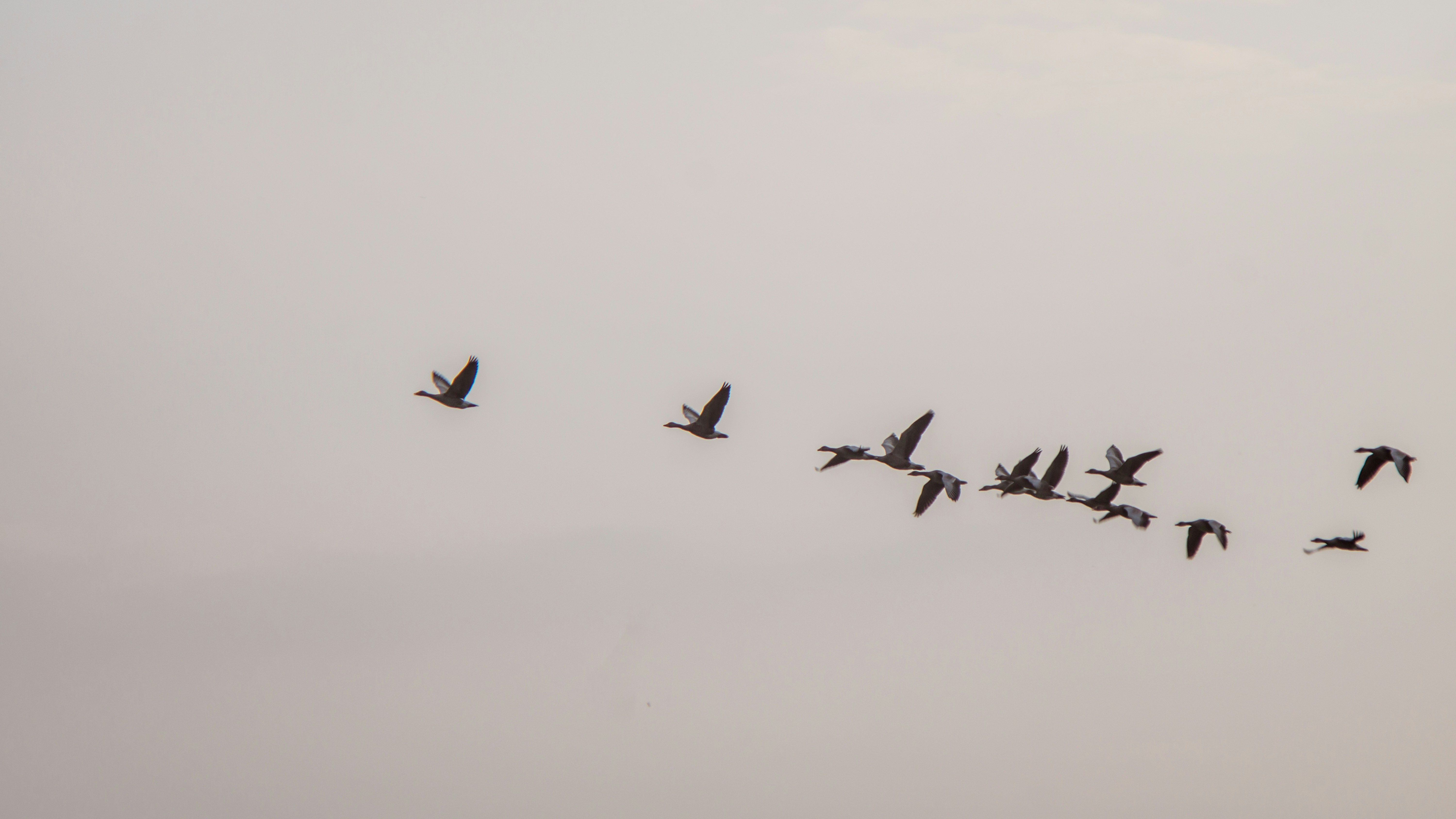a flock of geese are flying in formation in the sky .