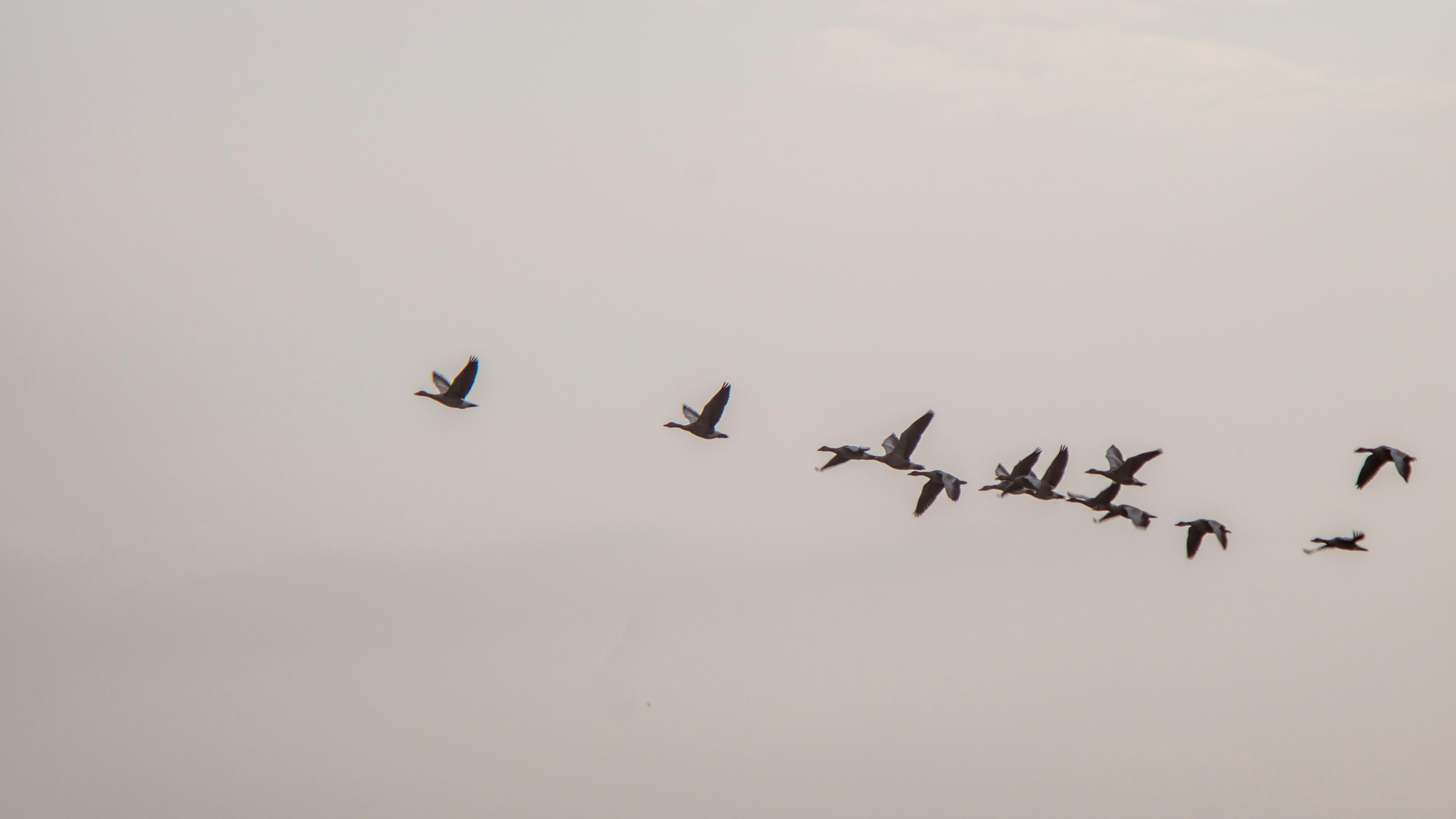 a flock of geese are flying in formation in the sky .