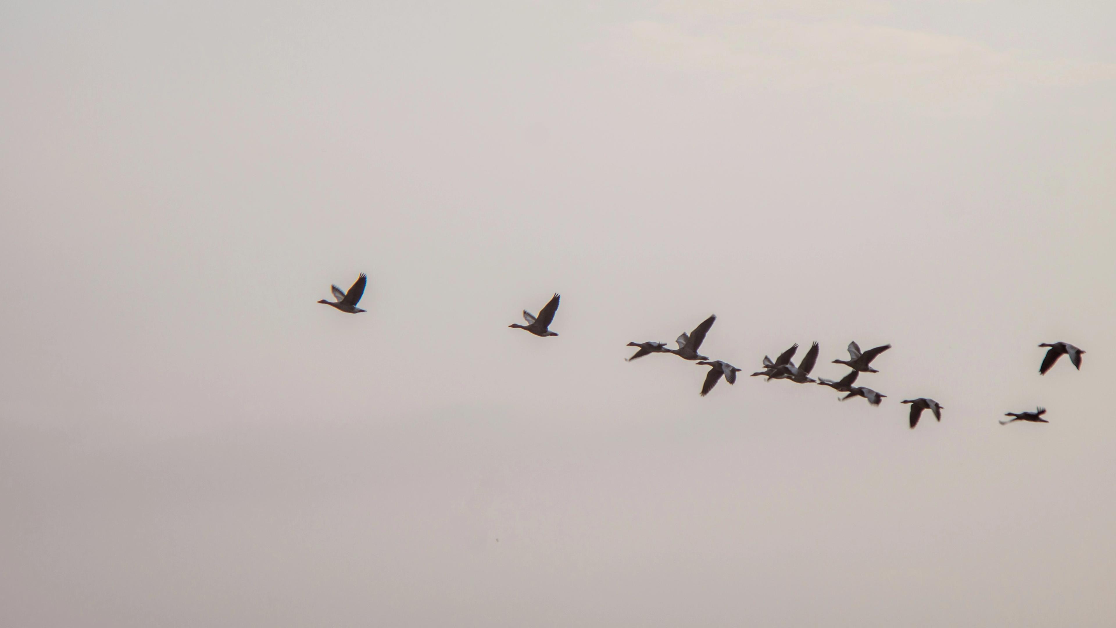 a flock of geese are flying in formation in the sky .