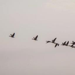 a flock of geese are flying in formation in the sky .