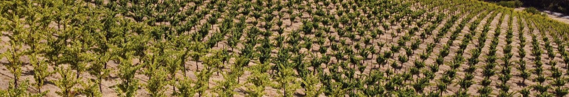 MAHA Estate vineyard from above, August 2025