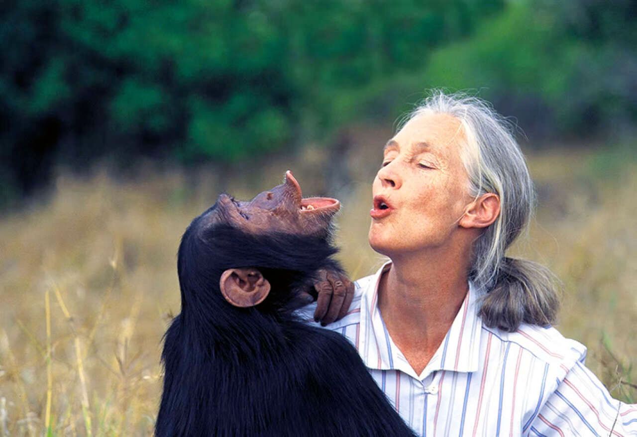  Jane Goodall: A Life Dedicated to Chimps