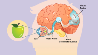 A diagram of the eye and brain, showing the optic nerve connected to the visual cortex.