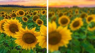 An image of flowers with the right side showing an example of blurry vision caused by cataracts