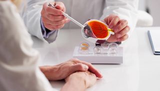 An eye care professional located the lens on a scientific model of an eye.