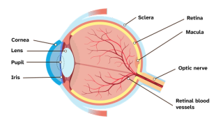 An anatomical diagram of an eye