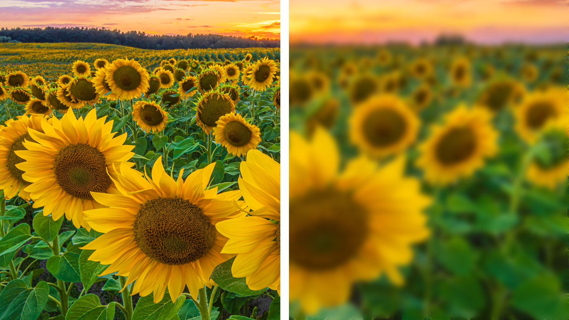 An image of flowers with the right side showing an example of blurry vision caused by cataracts