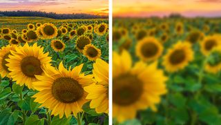 An image of flowers with the right side showing an example of blurry vision caused by cataracts