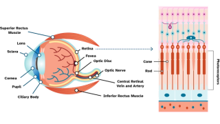 An anatomical diagram of an eye.