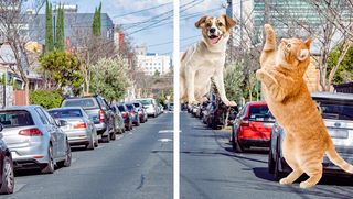 An image of a street with an example of Charles Bonnet syndrome on the right which shows the street with hallucinations of large animals