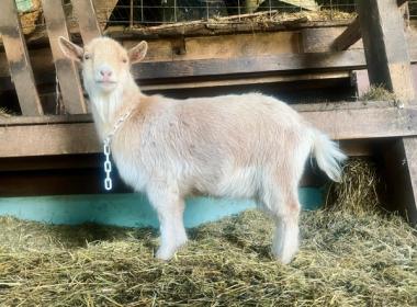 Vanilla Orchid side view