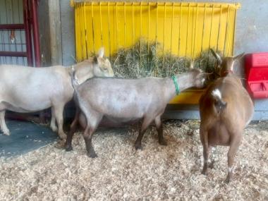 Gilia with pretty gang