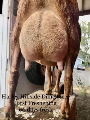 Chimi's udder (Ina's dam)