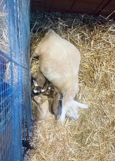 Elena with her twins plus Vanilla