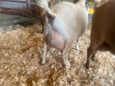 Vanilla casual udder