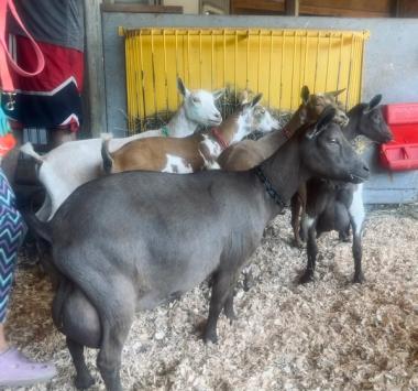 Nib and her pretty gang