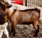 Diji Farm DJ Shaboozie*B (Shaboozie)