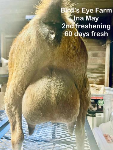 Ina May's udder at 60 days fresh'