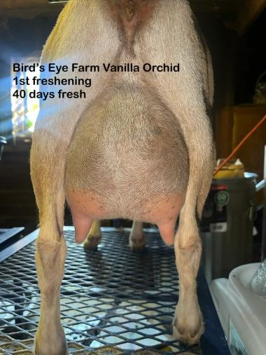 Vanilla udder
