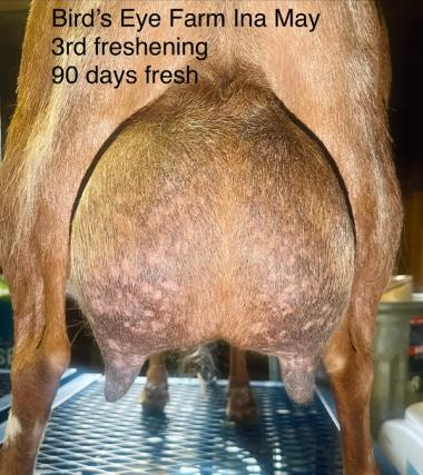 Ina’s 3F udder