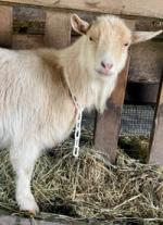 Vanilla Orchid's adorable face