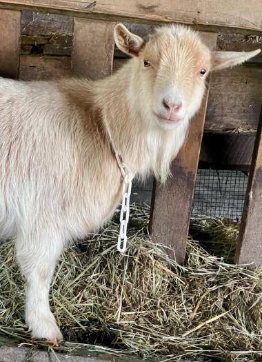 Vanilla Orchid's adorable face