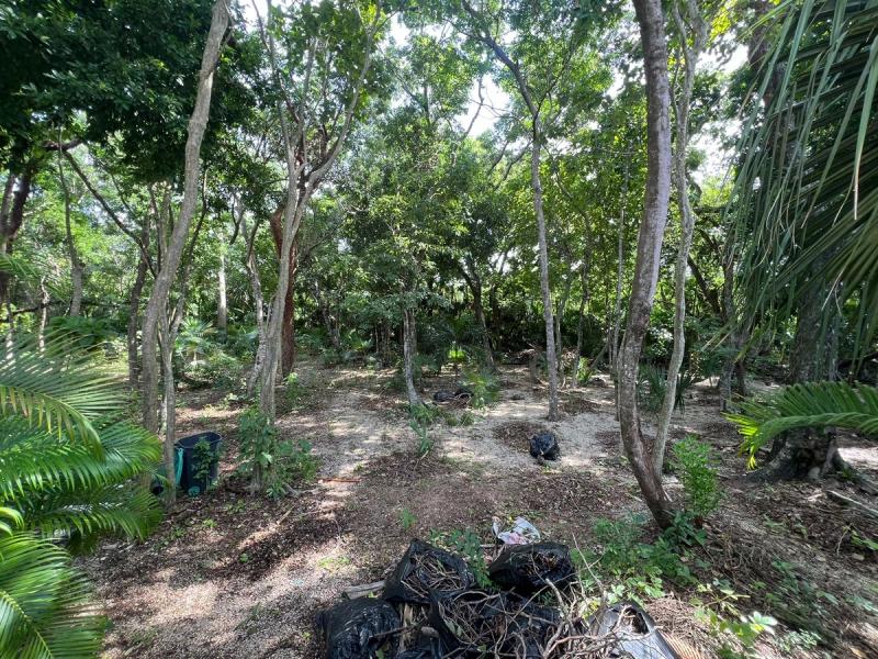 Playacar Huge Land For Sale image 6 of 14