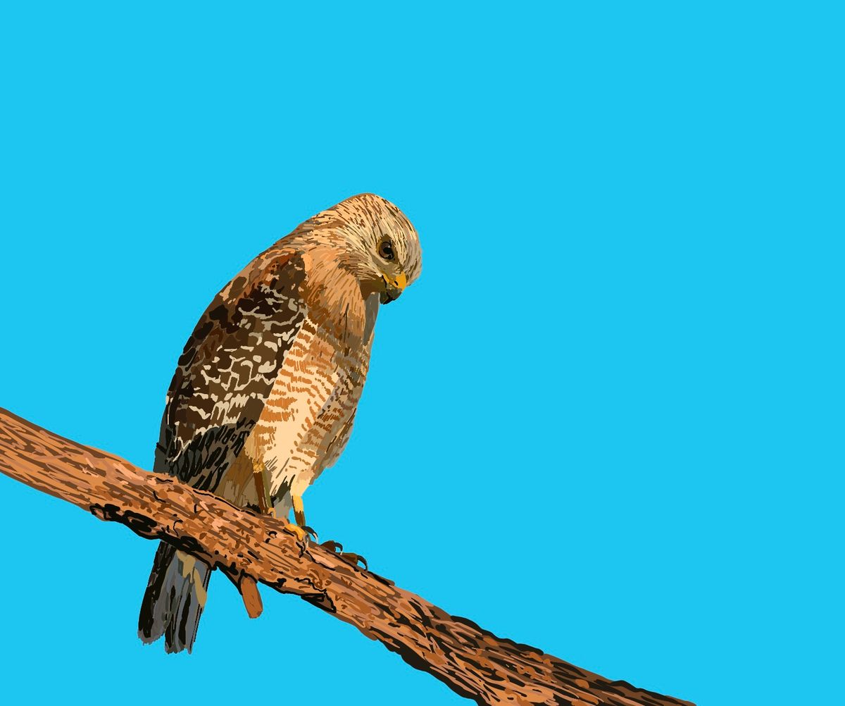Red Shouldered Hawk