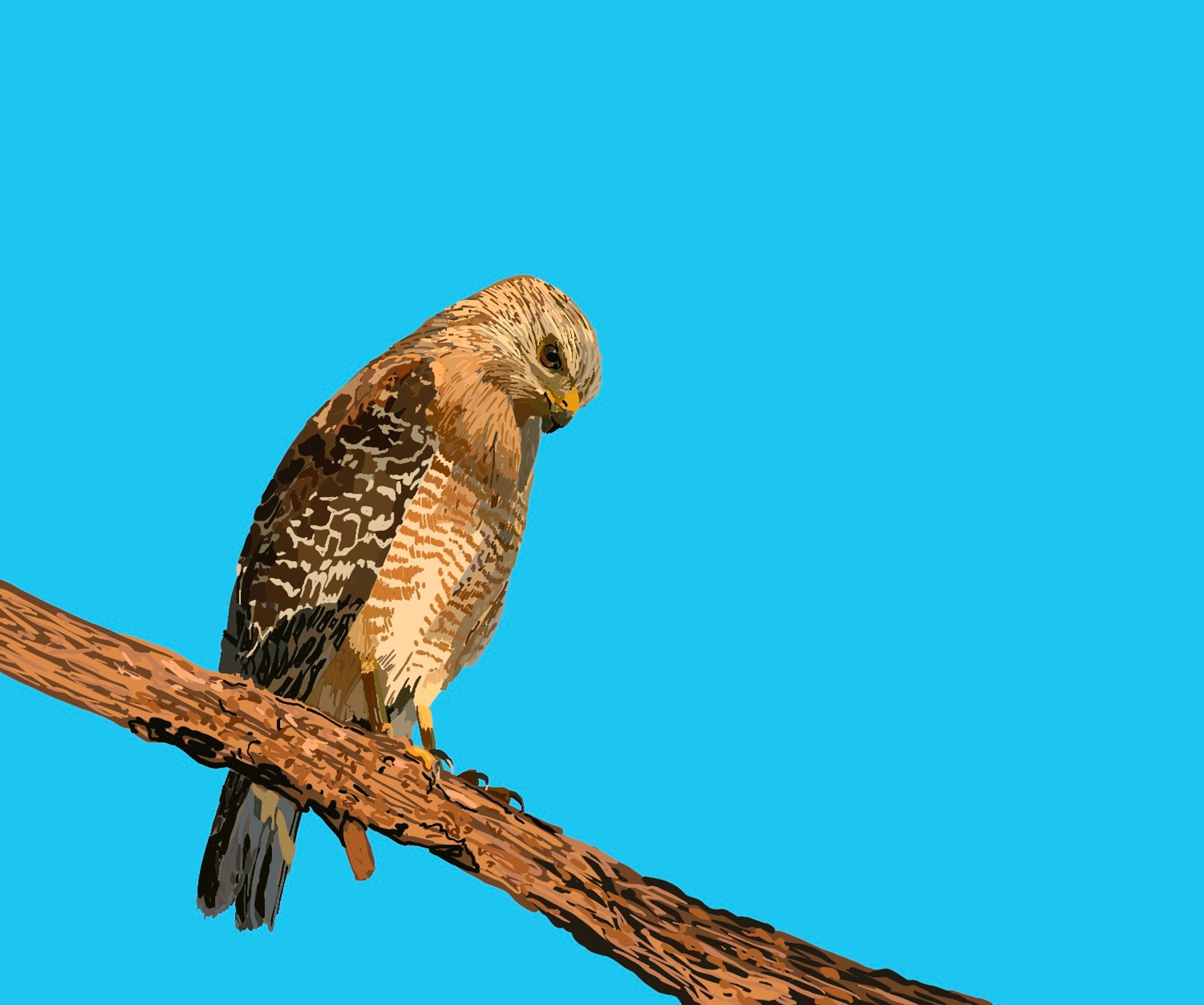 Red Shouldered Hawk