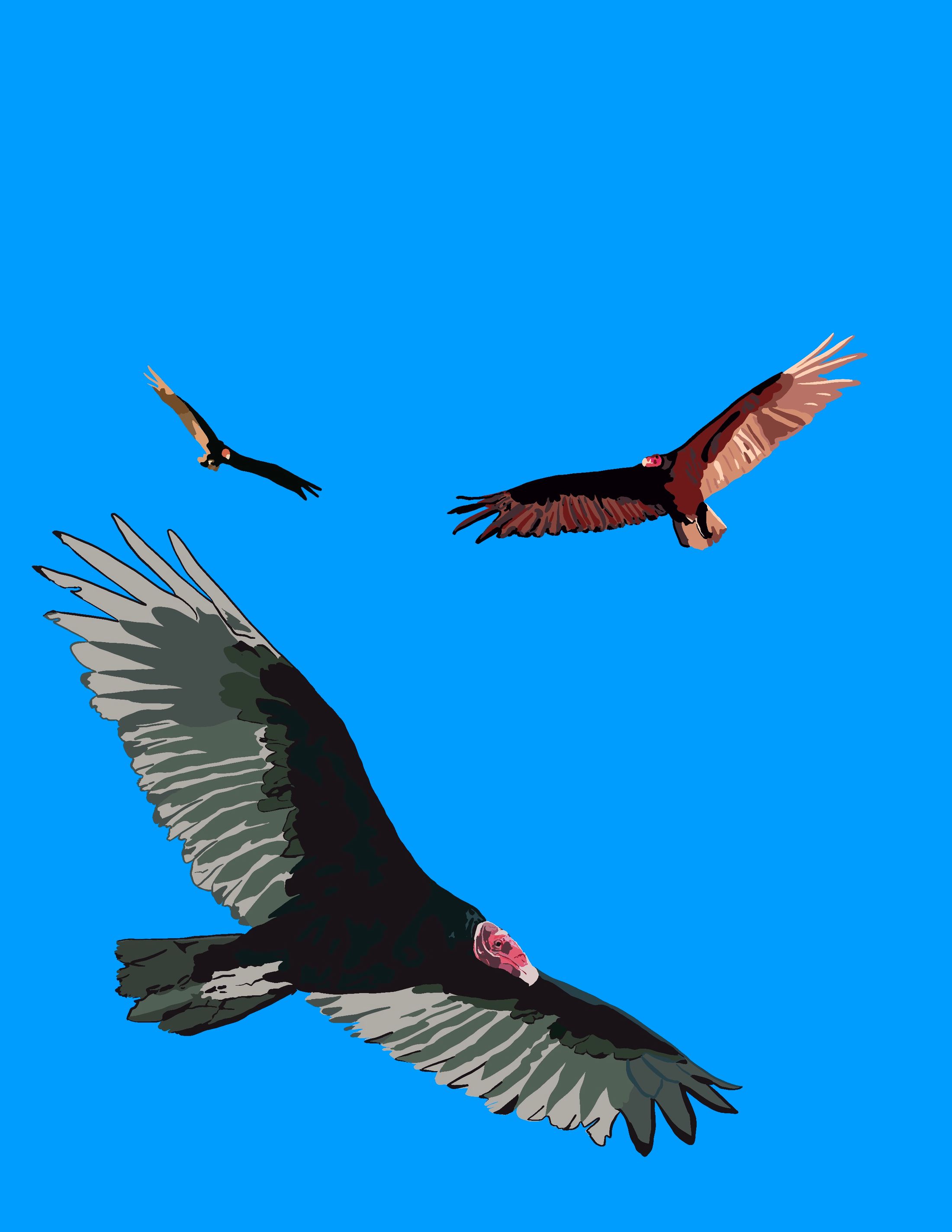 Turkey Vultures