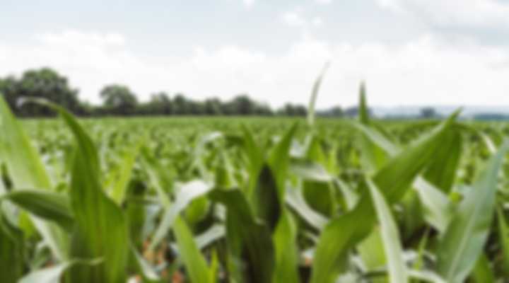 Green cornfield in Hazel Green, Alabama
