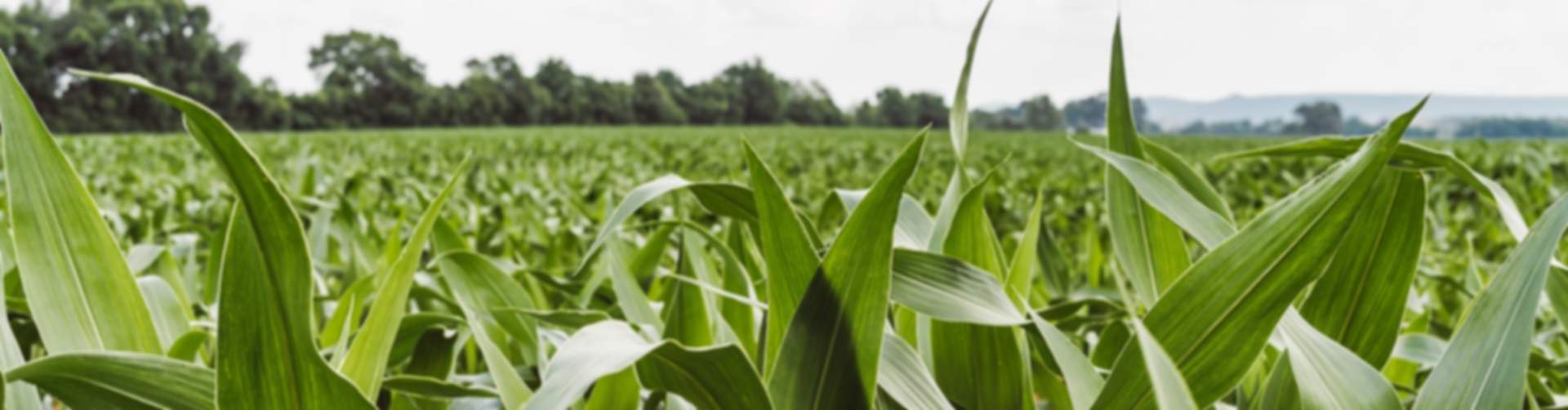 Green cornfield in Hazel Green, Alabama