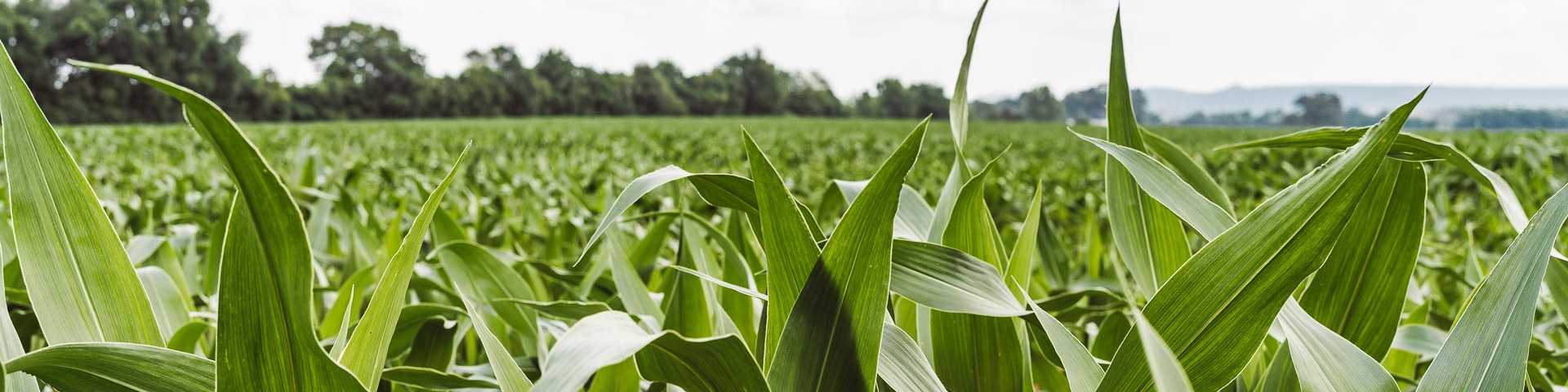 Green cornfield in Hazel Green, Alabama